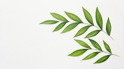 Obraz premium Minimalist illustration of two green leafy branches on a white background.