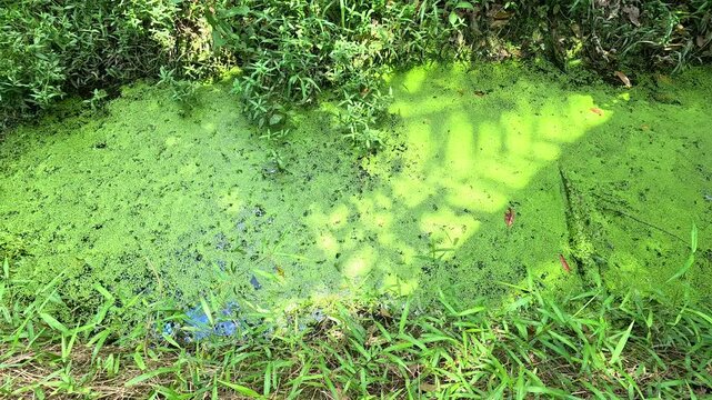A small canal covered with green duckweed surrounded by lush vegetation in the Mekong Delta, Vietnam.