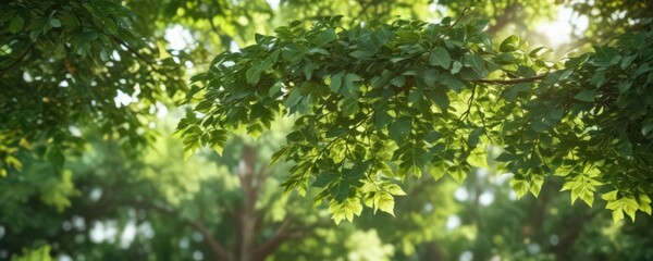Blurred green leaves, dappled sunlight, soft focus, lush foliage,  landscape,  untamed