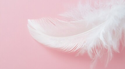 Obraz premium Delicate White Feather Elegance on Soft Pink Background for Microstock