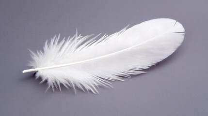 Obraz premium Detailed studio shot of a single white feather on neutral gray background