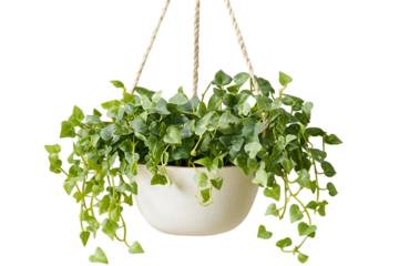 Hanging foliage plant in cream pot, cascading leaves, natural rope hanger, isolated.