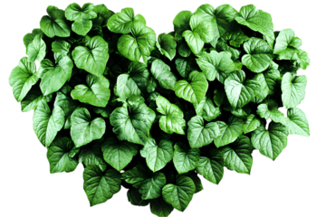 Heart Shape Made Of Green Leaves Isolated on Transparent Background Photo