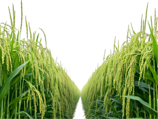 Green Corn Field Rows And Stalks Photo With Isolated Transparent Background