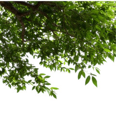 Obraz premium Green Leaves of Tree Branch with Transparent Background Photo