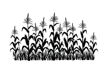 Corn stalks silhouette. This image shows a black silhouette of tall corn stalks with leaves and tassels, commonly seen in farms and fields. Vector clipart illustration design.