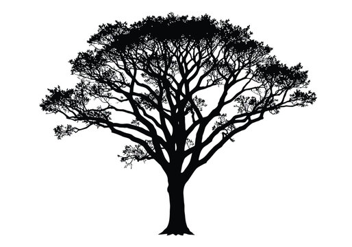 Elm tree silhouette. This image shows a black silhouette of an elm tree with detailed branches and foliage, representing its distinct arboreal characteristics. Vector clipart illustration design.