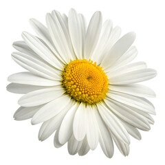 Daisy Flower white Petals Yellow Center Macro