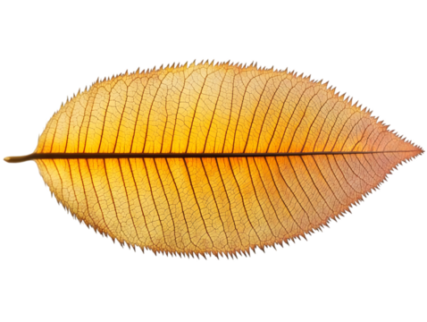 Isolated Autumn Leaf Illustrative Macro With Golden Yellow Veins On Transparent Background