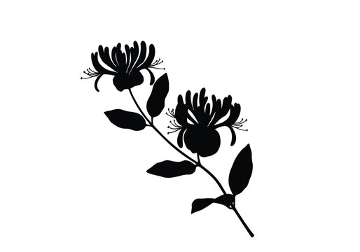 Honeysuckle silhouette. This image shows a black silhouette of a honeysuckle plant with elegant flowers and trailing vines, also known as Lonicera. Vector clipart illustration design.