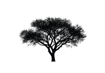 Mesquite tree silhouette. This image shows a black silhouette of a mesquite tree with intricate branches and foliage, also known as a desert shrub or bush. Vector clipart illustration design.