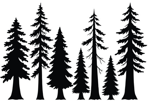 Redwood trees silhouette. This image shows a black silhouette of towering redwood trees, also known as Sequoia sempervirens, with detailed branches and foliage. Vector clipart illustration design.