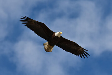 Obraz premium An American bald eagle (Haliaeetus leucocephalus) soars through an Alaska spring sky.