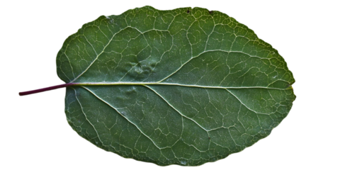 Isolated Green Leaf with Veins on Transparent Black Background Photo