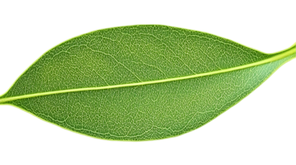 Isolated Green Leaf Photo With Transparent Background Illustration