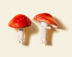 Minimal aesthetic photo with close up fly agaric mushrooms, natural beauty of inedible toxic and hallucinogenic mushroom with bright red caps and white stems names Amanita muscaria