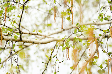 Close Up of Birch Tree Branch with Catkins and Young Leaves. Spring Nature Awakening.