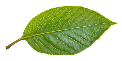 Isolated Leaf Illustration with Green Foliage and Transparent Background