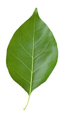 Obraz premium Isolated Green Leaf Photo on Transparent Background Close Up Macro Shot