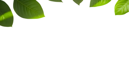 Isolated Leaves on Transparent Background Illustration Fresh Green Foliage