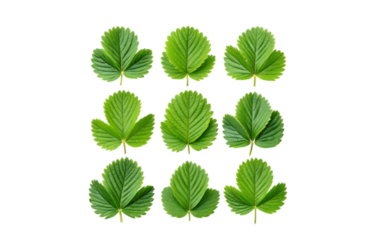 Collection of Fresh Green Strawberry Leaves Arranged on a  transparent background