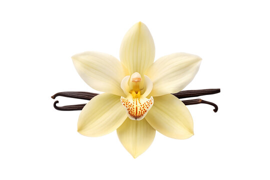 Elegant vanilla orchid blossom paired with fragrant vanilla beans on white backdrop transparent background