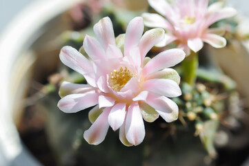Gymnocalycium ,Gymnocalycium mihanovichii or gymnocalycium mihanovichii variegated with flower or...