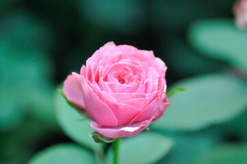 pink rose or Garden roses , zaide rose or William Christie Rose or Mary Rose or Rosa damascena ...