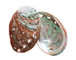 Shiny Shell of abalone with natural texture, closeup seashell isolated on white background,...