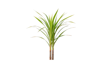 Isolated sugarcane stalks with green leaves against a white background, ready to plant transparent background