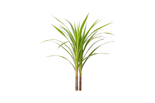 Isolated sugarcane stalks with green leaves against a white background, ready to plant transparent background