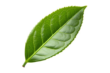 Obraz premium Close up of a vibrant green single tea leaf against white background transparent background