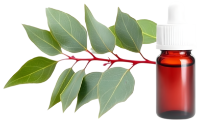 Isolated Image Of Essential Oil Bottle With Leaves and Red Branch