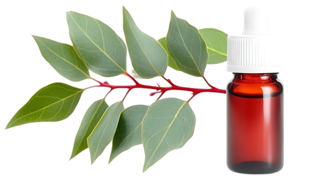 Isolated Image Of Essential Oil Bottle With Leaves and Red Branch