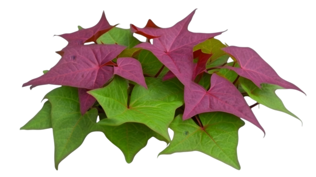 Isolated Leaves in Green and Red with Transparent Background PNG Photo