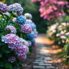 Obraz premium Pink and blue hydrangeas bloom along a garden path in soft sunlight.