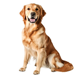 Golden retriever dog pet canine friendly animal loyal companion furry PNG On Transparent Background