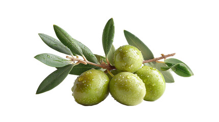 Fresh Green Olives on Branch with Water Droplets transparent PNG Background