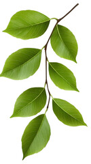 Isolated Realistic Green Leaf Branch With Transparent Background Illustration