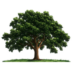 Obraz premium Realistic Image of a Lush Green Tree with Transparent Isolated Background