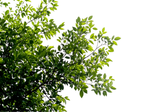 Realistic Image Of Green Leaves And Branches With Transparent Background