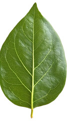 Obraz premium Realistic Isolated Green Leaf Photo With Transparent Background