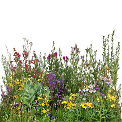 Garden border nature lavender outdoors
