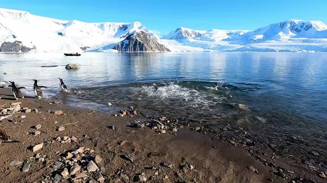 Half of a group of Gentoo Penguins walk into water and swimming away while others move back onto the shoreline Neko Harbour Andvord Bay Antarctic Peninsula