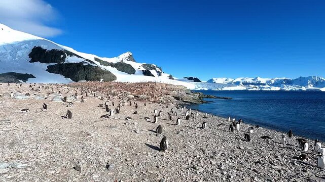 Scan across colony of Gentoo Penguins on Cuverville Island on the west coast of Graham Land Antarctic Peninsula with snow covered mountains in background