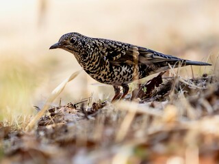 森の木陰で枯葉をひっくり返して食べ物を探しているトラツグミ