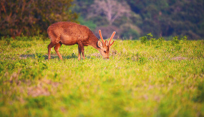 Spotted brown deer wild animal grazing grass in green national forest park on morning sunrise. Japanese deer eat green grass meadow wildlife zoo. Wilderness animal outdoors in fawn natural meadow