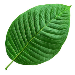 Fresh green tropical leaf with detailed veins texture natural environment PNG On Transparent Background
