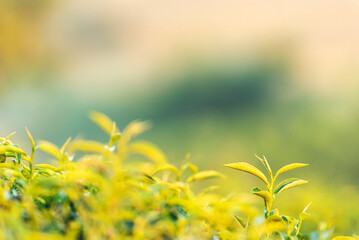 Green tea tree leaves field young tender bud herbal Green tea tree in camellia sinensis organic farm. Close up Fresh Tree tea plantations mountain green nature in herbal farm plant background morning