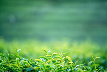 Green tea tree leaves field young tender bud herbal Green tea tree in camellia sinensis organic farm. Close up Fresh Tree tea plantations mountain green nature in herbal farm plant background morning